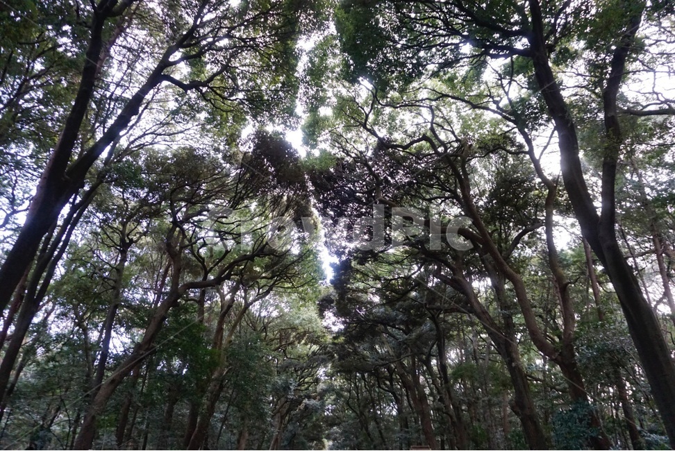 자연,나무,원본,숲,봄,nature,tree,original,forest,spring,자연,풍경,nature,landscape,식물,plants,나무,trees,wood,outdoors,옥외,garden,정원