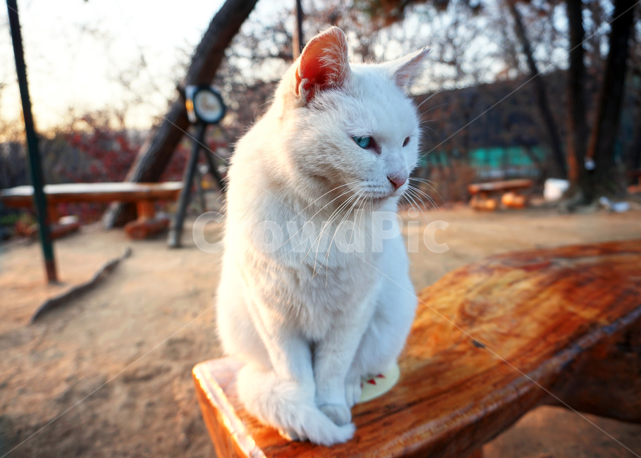 고양이,길냥이,동물,공원,산,오드아이,파란눈,이쁜,귀여운,요염한,새침한,도도한,얌전한,서울,한국,동물,animal,포유류,mammal,고양이,cat,kitten,kitty