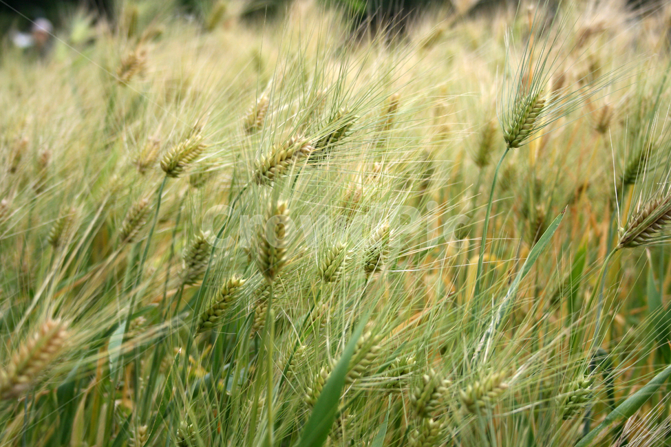 보리,보리밭,식물,plants,nature,바람,자연,풍경,nature,landscape,산업,industry,industrial,농업,농사,agriculture,farming,farming industry,vegetation,초목,plant