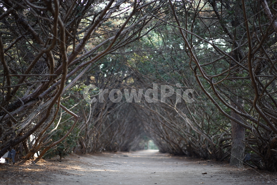 tree,나무,plant,식물,가지,길,원근감