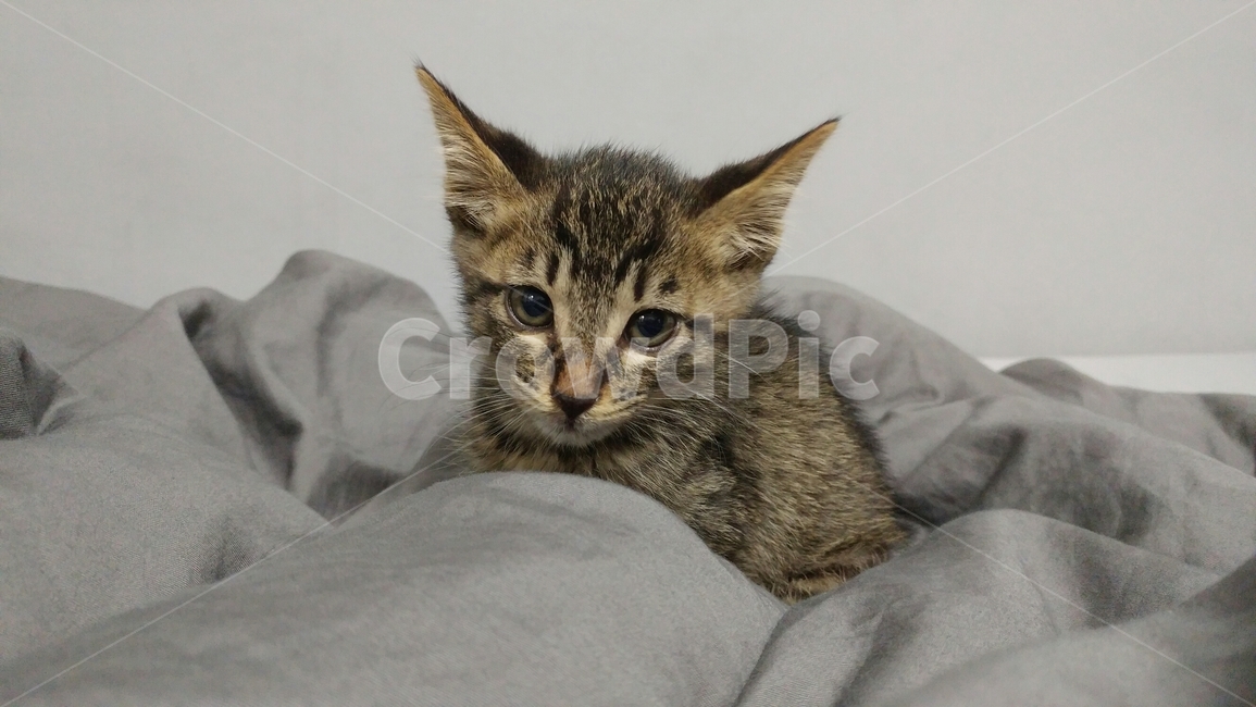 고양이,반려견,길냥이,cat,반려묘,동물,동물,animal,포유류,mammal,고양이,cat,kitten,kitty