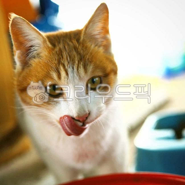 Pets,stray cat,Meow,cat