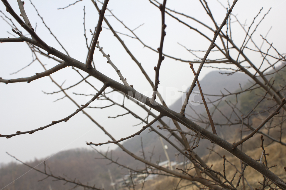 나무,식물,자연,나뭇가지,겨울,앙상한,갈색,브라운,가지,실외,야외