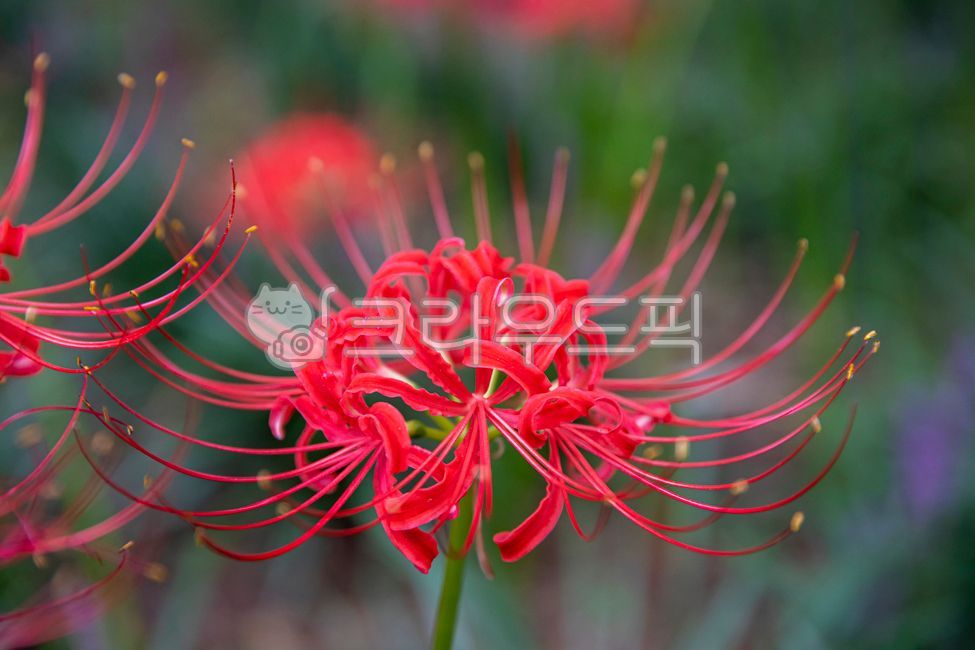 forest,florwer,nature,Similarization,flower,red flower,A bunch of flowers,Maekmundong,fall flowers,autumn,Seoksan