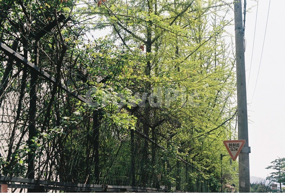 표지판,천천히,감성,길,나무,철장,자연,풍경,nature,landscape