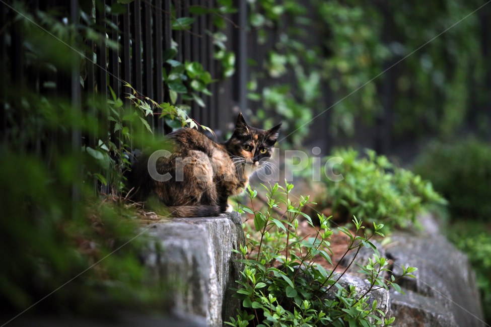고양이,길고양이,동물,공원,눈빛,시선,초록,식물,자연,plants,nature,동물,animal,포유류,mammal,고양이,cat,kitten,kitty