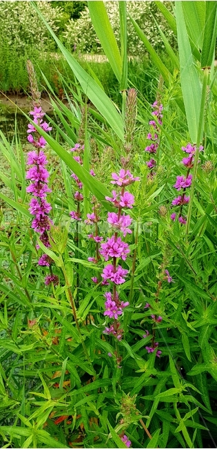 꽃,개화,식물,식물원,보라꽃,식물,자연,plants,nature,꽃,flower