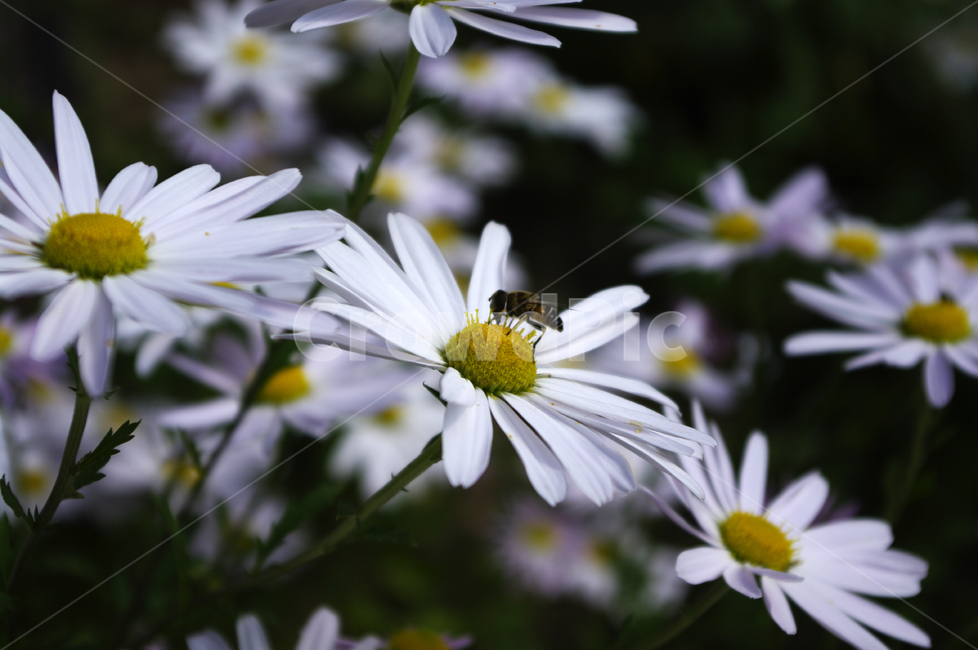 구절초,꽃,식물,flower,plant
