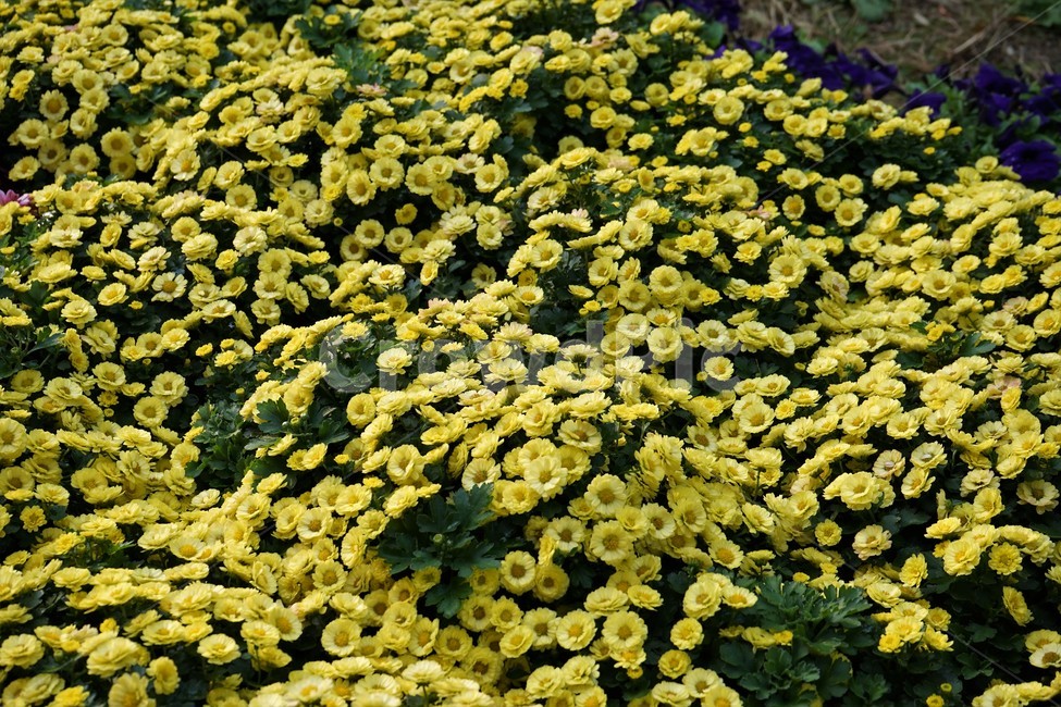 nature,가을,국화,노랑,우아함,향기,식물,꽃,autumn,fall,yellowelegance,smell,chrysanthemum,bloom,beautiful,plant,flower,계절,season,yellow,floral,nobility,고귀함,가을대표,식물,자연,plants,nature,꽃,flower