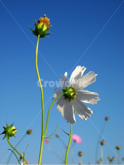 코스모스,가을,파란하늘,예쁜꽃,fall,autumn,bluesky,plant,식물,식물,자연,plants,nature,꽃,flower