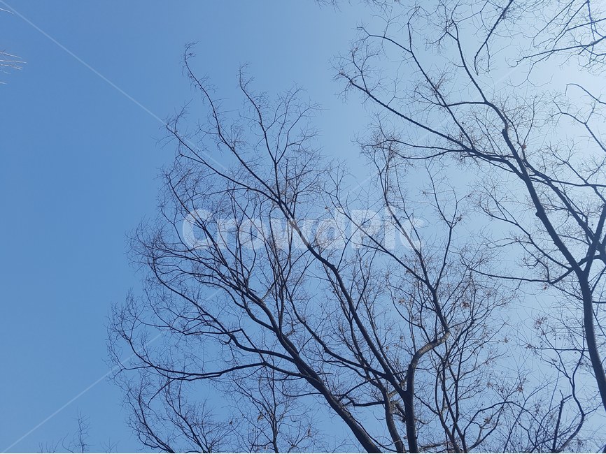 하늘,파란하늘,나무,맑은하늘,앙상한나무,나뭇가지,가을하늘,겨울,계절,winter,season,식물,자연,plants,nature,나무,trees,wood