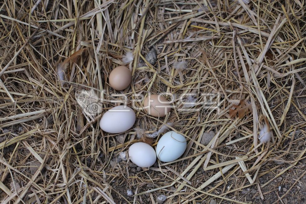 freerangeeggs,egg,pasturedeggs,organic eggs,fertilized egg,Chogye Cheongran,chicken coop eggs,organic food,natural radiation,Blue orchid,freerange