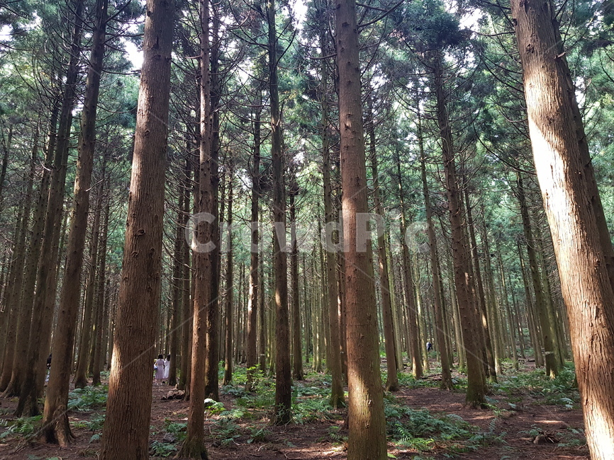 tree,나무,자연,풍경,경치,식물,자연,plants,nature,나무,trees,wood