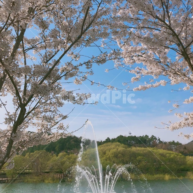 벚꽃,꽃,봄,분수,풍경