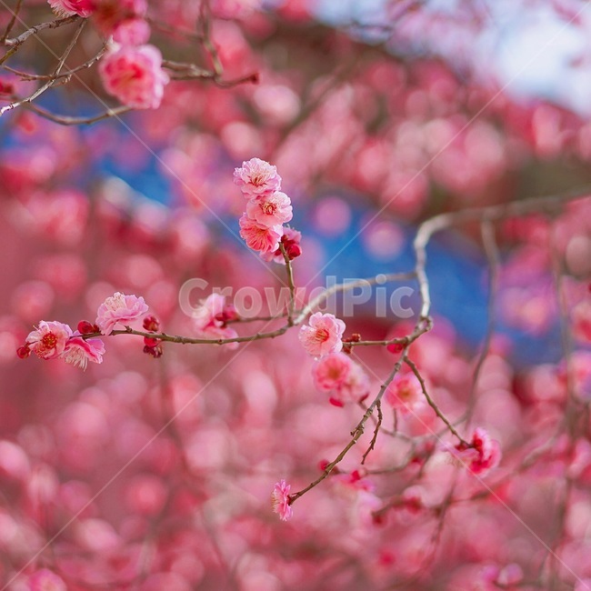 꽃,홍매화,나무,봄,계절,spring,season,식물,자연,nature,flower,봄,계절,spring,season,식물,자연,plants,nature,꽃,flower,감성,sensible,feeling,plant,blossom