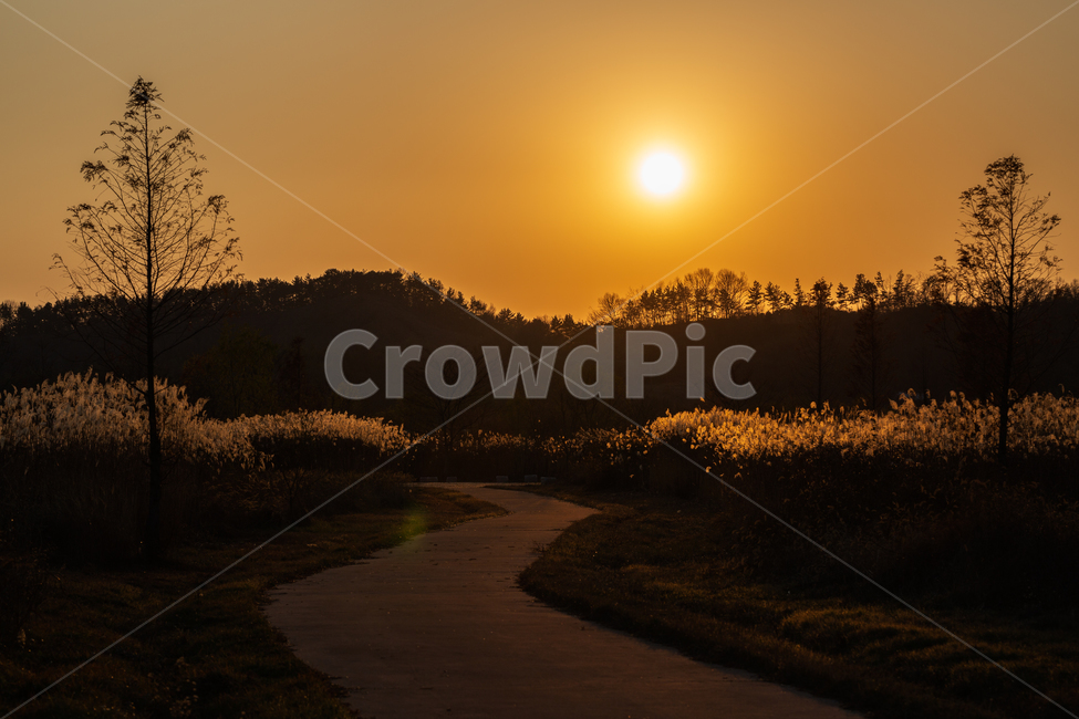 자연,풍경,가을,저녁,석양,억새,가을,계절,fall,autumn,season,자연,풍경,nature,landscape,실루엣,그림자,silhouette,shadow,outdoors,옥외,sunlight,햇빛,sky,하늘,sunset,일몰,red sky,붉은 하늘,dusk,황혼,dawn,새벽