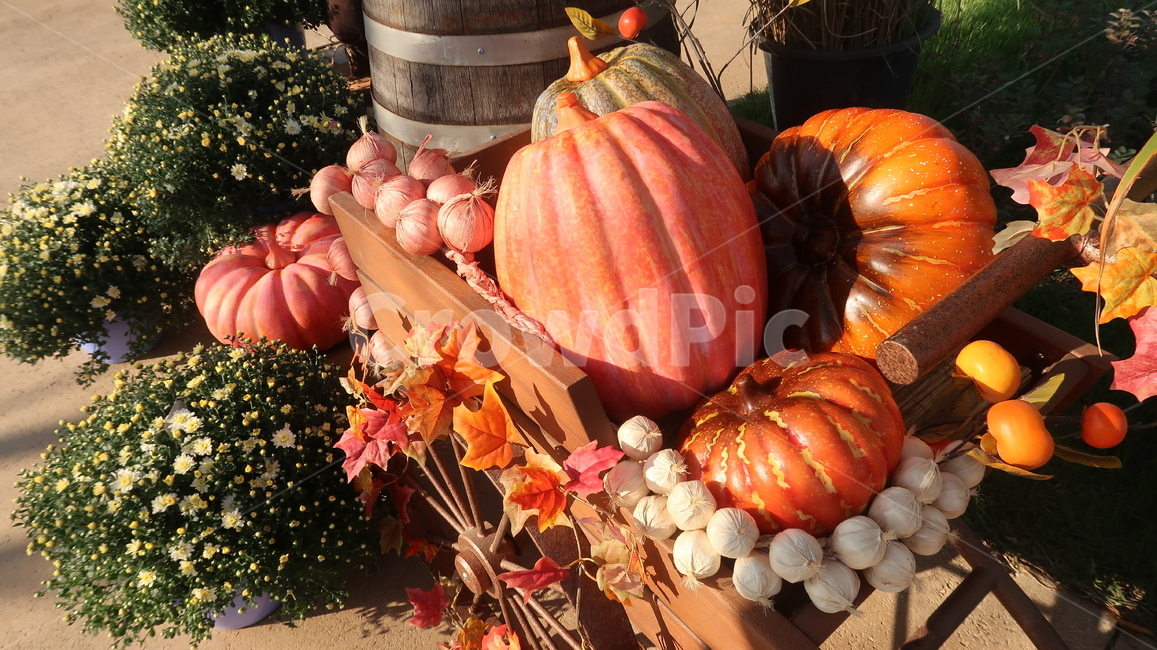 호박,가을,autumn,pumpkin,마차,가을,계절,fall,autumn,season,plant,식물