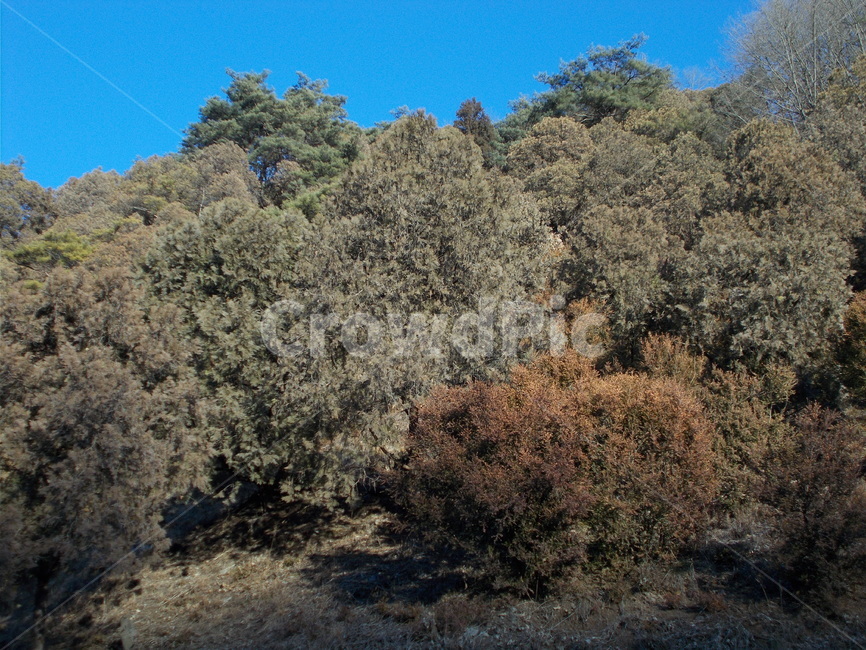 숲,빛,나무,영천,산,자연,풍경,nature,landscape,bush,부시,vegetation,초목,plant,식물,tree,outdoors,옥외