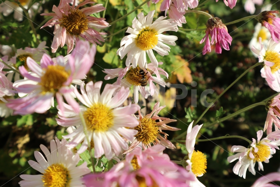 꽃,벌꿀,국화,가을,햇빛,식물,자연,plants,nature,동물,animal,곤충,벌레,insect,bug,꽃,flower