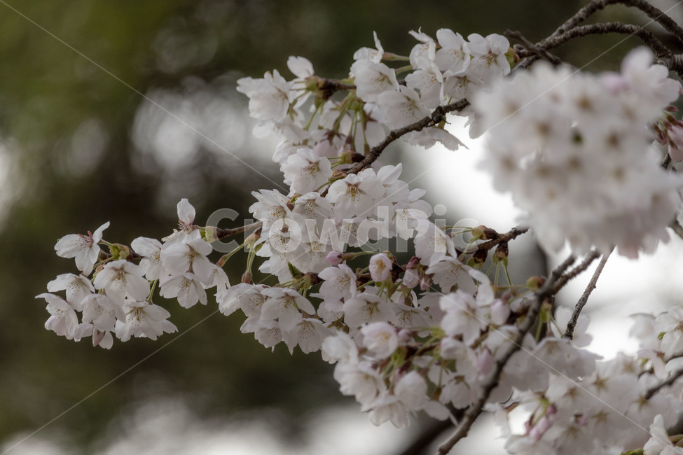 벚꽃,벚꽃나무,벚나무,흰벚꽃,cherryblossoms,봄,계절,spring,season,식물,자연,plants,nature,꽃,flower,plant,blossom