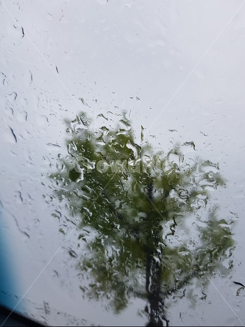 자연,비,창문에,비오는날,비방울,봄비,나무,식물,자연,plants,nature,나무,trees,wood,비,비오는날,rain,rainy