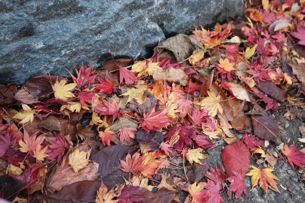 나뭇잎,잎사귀,단풍,가을,빨강,길,로드,leaf,잎,plant,식물,나무,tree,leaves,foliage,autumn,shadow,red,road,rod,가을,계절,fall,autumn,season