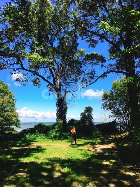 여름,푸른하늘,숲,바다,환상적인,몽환적인,숲속,forest,summer,sky,tree,green,blue,파란,자연,풍경,nature,landscape,grass,잔디,plant,식물,나무,outdoors,옥외