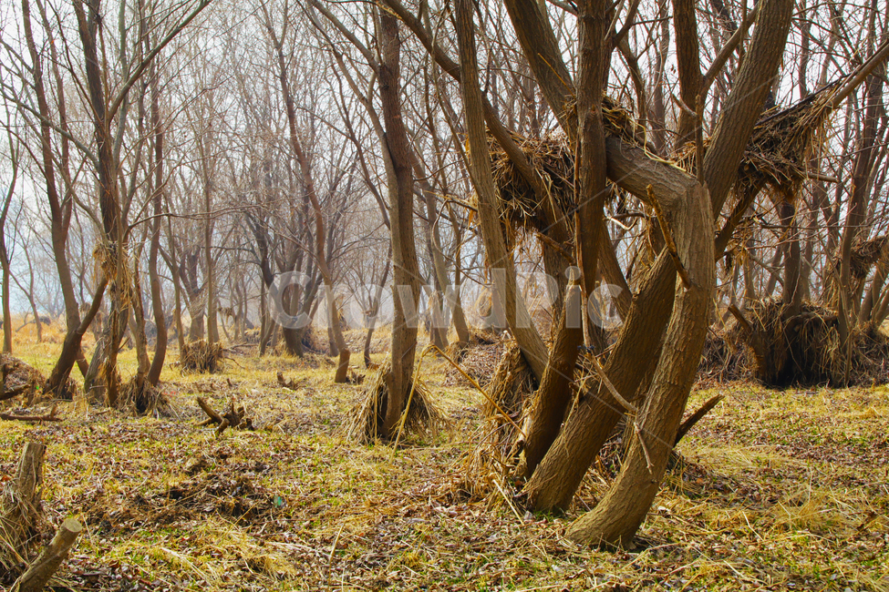 산,숲,고목,나무,숲길,산길,자연,풍경,nature,landscape,tree,plant,식물,tree trunk,나무 줄기,ground,바닥