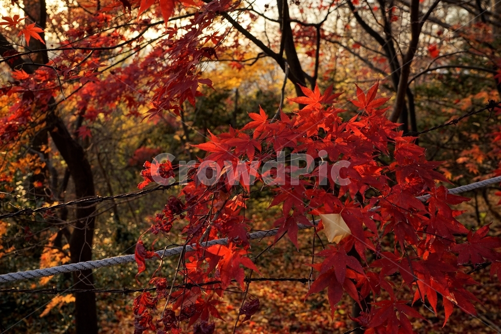 단풍,가을,자연,빨강,낙엽,단풍나무,화려함,가을풍경,autumn,fall,autumnleaves,plant,nature,계절,나무,븕은색,maple,red,season,colorful,느낌,감성,trees,branches,울긋불긋,자연fall,가을,계절,fall,autumn,season,식물,자연,plants,nature,leaf,잎,tree