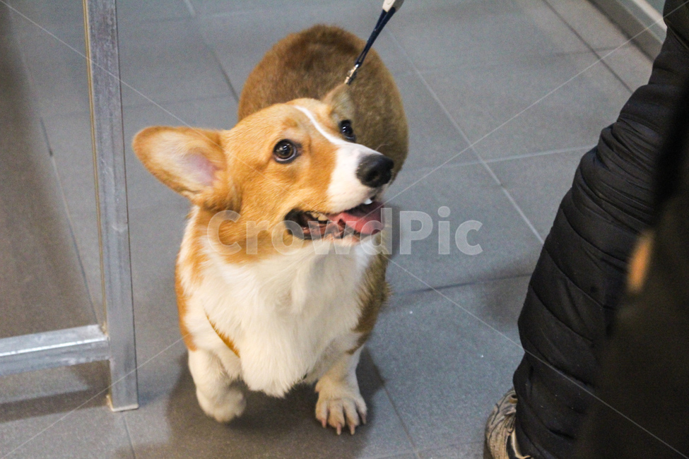 웰시코기,반려동물,강아지,코기,웰시,welsh,welshcorgi,corgi,dog,puppy,cutepuppy,doggy,동물,animal,포유류,mammal,개,강아지,dog,doggy