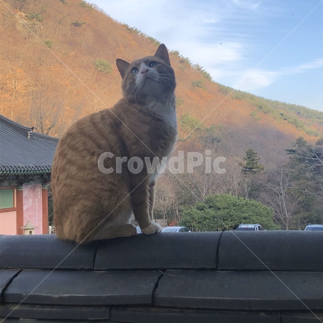 고양이,범어사,지붕,자연,야외