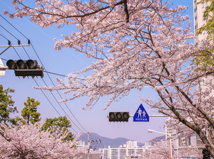 봄,벚꽃,벚꽃나무,신호등,표지판,flower,blossom,풍경,하늘,봄,계절,spring,season,식물,자연,plants,nature,꽃,flower,plant,cherry blossom