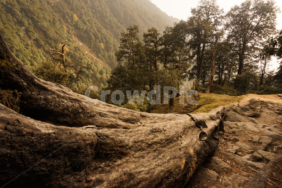 나무,산,숲,고목,뿌리,웅장함,자연,풍경,nature,landscape,tree,plant,식물,wood