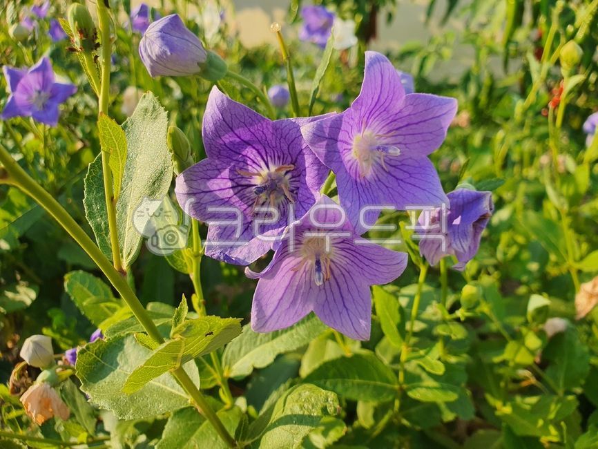 blossom,violet,star shape,flower,bellflower,plant,balloon flower,purple