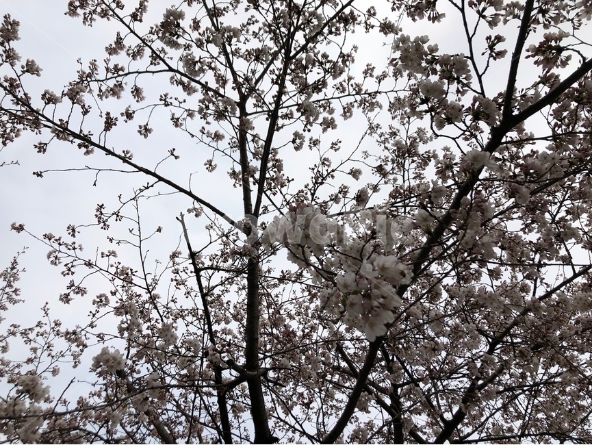 벚꽃,나무,꽃,분홍색,흰색,봄