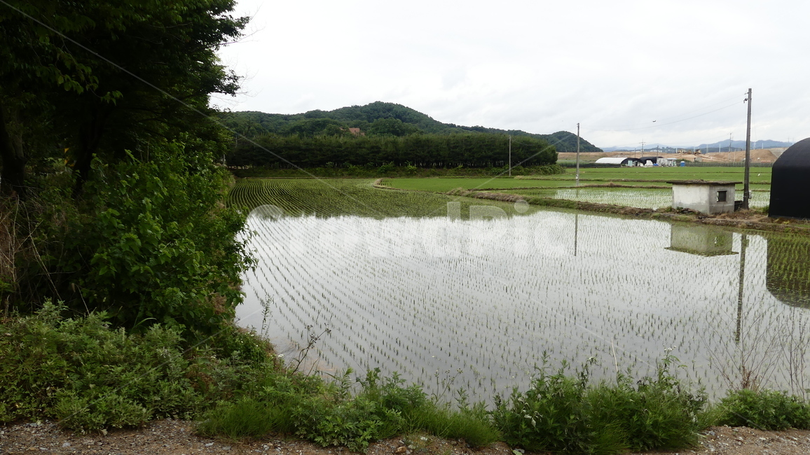 농촌,모내기,농사,모,풍경,시골,마을,풍경,landscape,country,rural,town,산업,industry,industrial,농업,농사,agriculture,farming,farming industry