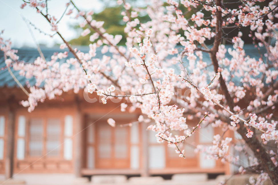 매화,매화꽃,꽃,식물,매화나무,기와,한옥,봄,계절,spring,season,한국전통,한국문화,korean traditional,korean culture,건축물,건물외관,exterior,building,structure,architecture,construction,plant,blossom,flower