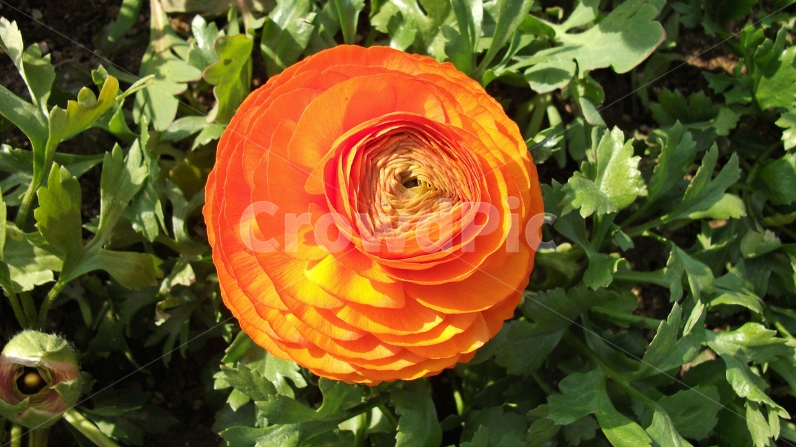 꽃,자연,식물,꽃잎,암술,수술,봄,spring,nature,bloom,petal,floral,scent,beautiful,plant,flower,식물,자연,plants,nature,꽃,flower