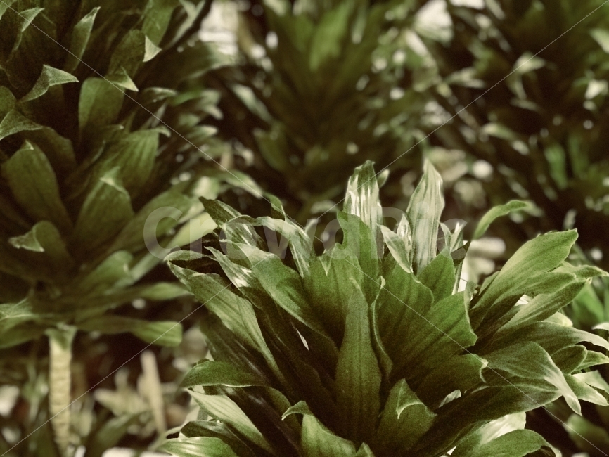 화분,풀,자연,녹색,잎,식물,자연,plants,nature,감성,sensible,feeling
