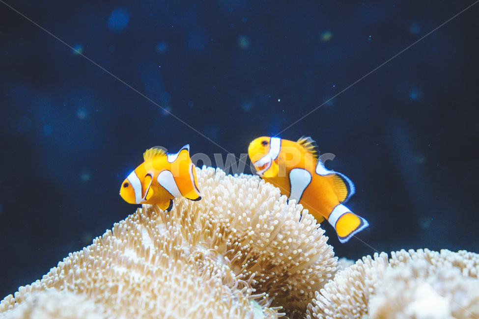 흰동가리,물고기,수중,말미잘,바다생물,물,clownfish,fish,water,aquarium,sea,colorful,다채로운