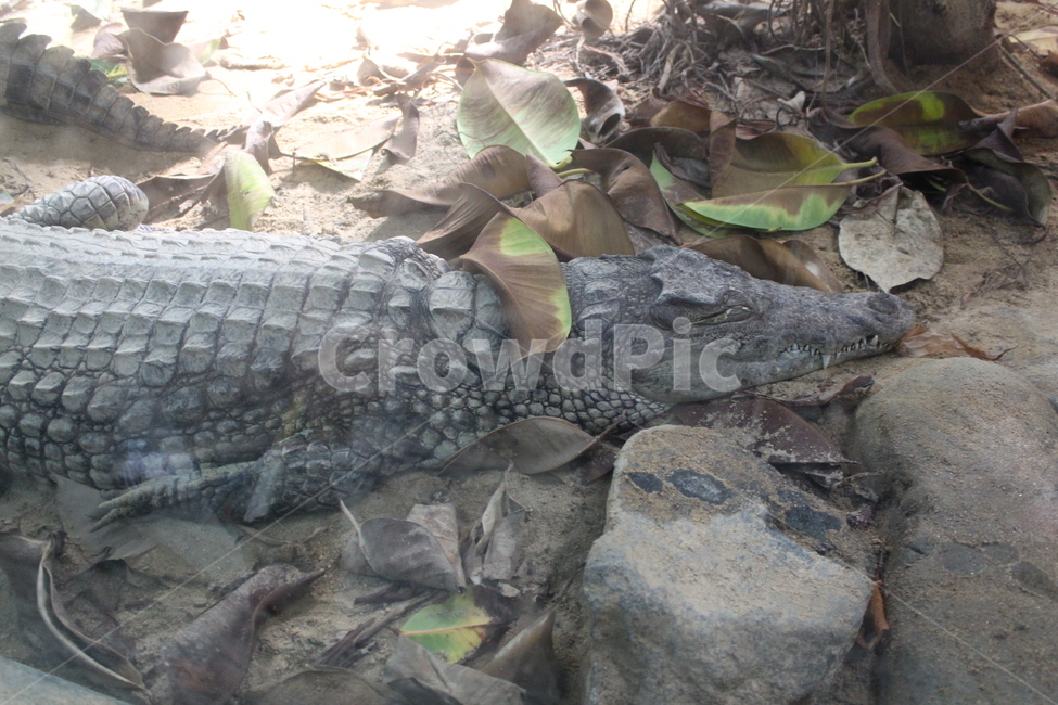crocodile,animal,동물,reptile,비열한,alligator,악어,동물원,zoo,wildlife,야생동물,동물,animal,포유류,mammal