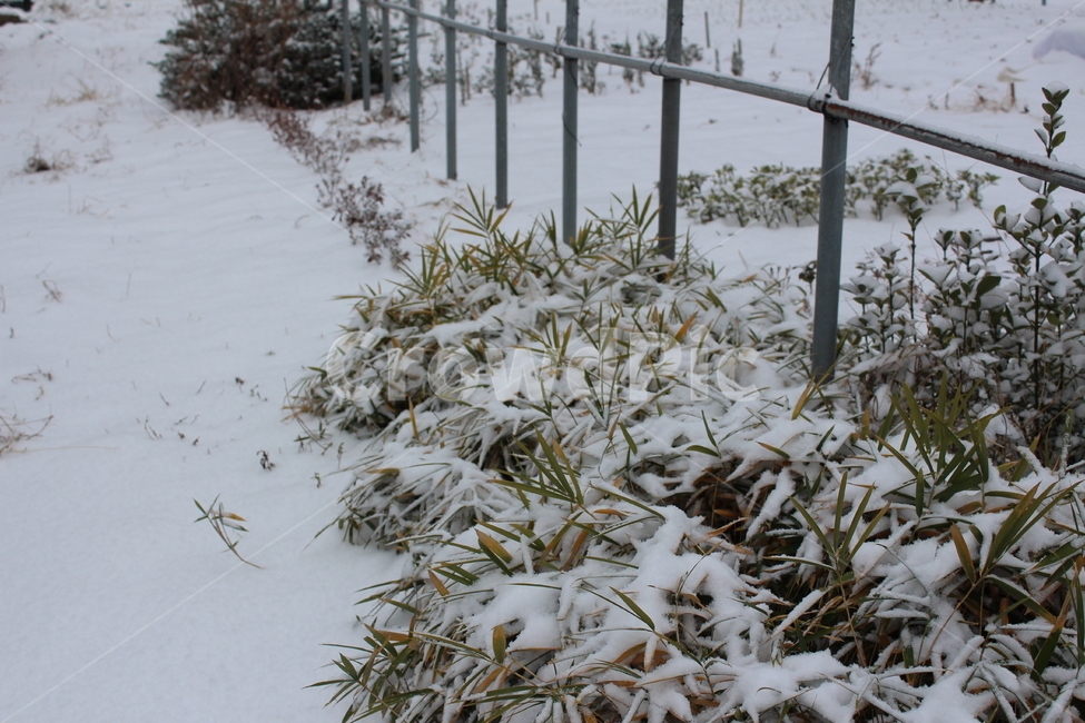 겨울,겨울풍경,눈,분위기,snow,겨울아침,시골풍경,한겨울,snowing,풍경,자연,landscape,계절,색감