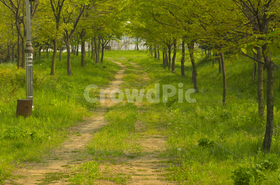 초목,산길,수풀,공원,나무,여름,산책,산책길,길
