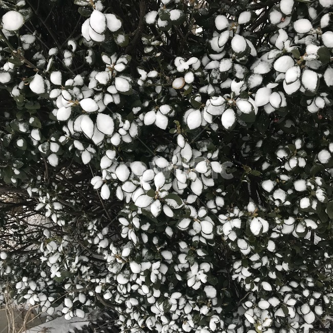 겨울,눈,나무,winter,snow,겨울,계절,winter,season,식물,자연,plants,nature