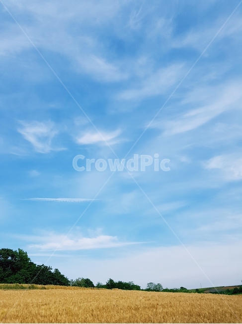 보리,보리밭,노랑,늦봄,파랑하늘,풍경,자연,풍경,nature,landscape,outdoors,옥외