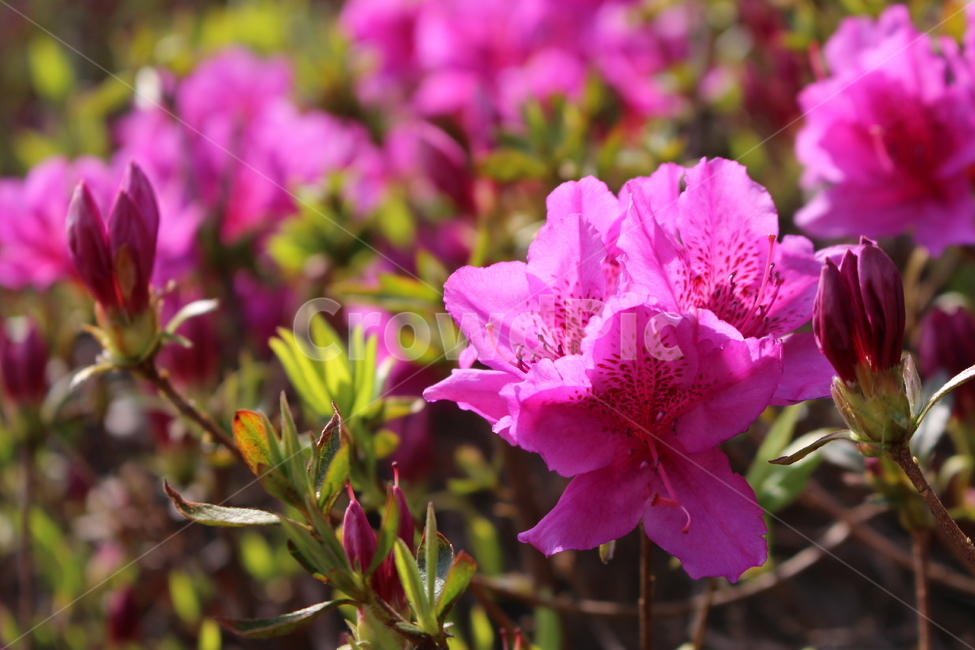 진달래,봄꽃,꽃,자연,진분홍,진달래꽃,식물,자연,plants,nature,꽃,flower