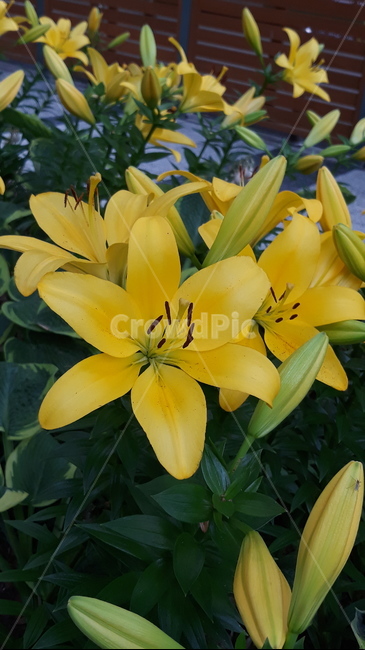 노랑색,나리꽃,만개,꽃,식물,blossom,plant,flower,식물,자연,plants,nature,꽃,flower