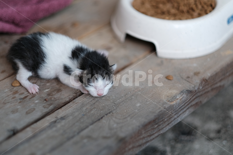 애완동물,고양이,애완묘,반려동물,cat,동물,animal,포유류,mammal,고양이,cat,kitten,kitty