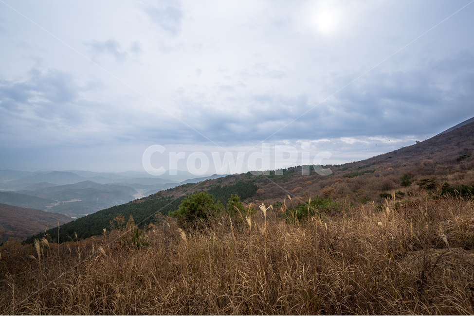 무등산,나무,숲,산길,산,억세,자연,풍경,nature,landscape,한국자연풍경,한국자연경관,korea nature landscape,outdoors,옥외,hill,언덕