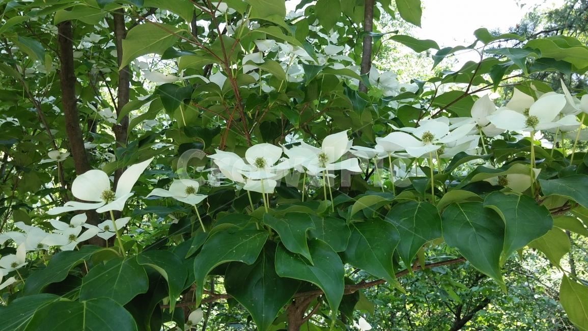 나무,숲,꽃,캠핑,넝쿨,식물,자연,plants,nature,꽃,flower